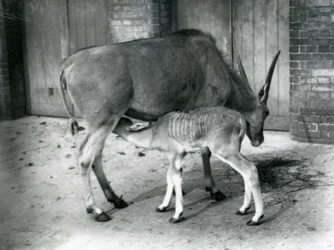An Eland Antelope Feeding Its Young at London Zoo, 1920